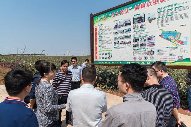 In February 2019, the Guangdong Provincial Department of Agriculture and Rural Affairs set up a special working group on Xuwen pineapple to conduct in-depth research, and put forward a framework for the construction of Xuwen pineapple marketing system, which was refined to form "12221".
