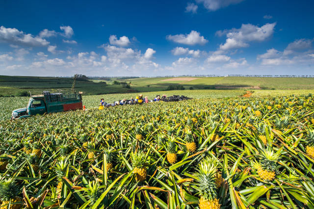 Xuwen pineapple sea. Chen Bei running photo