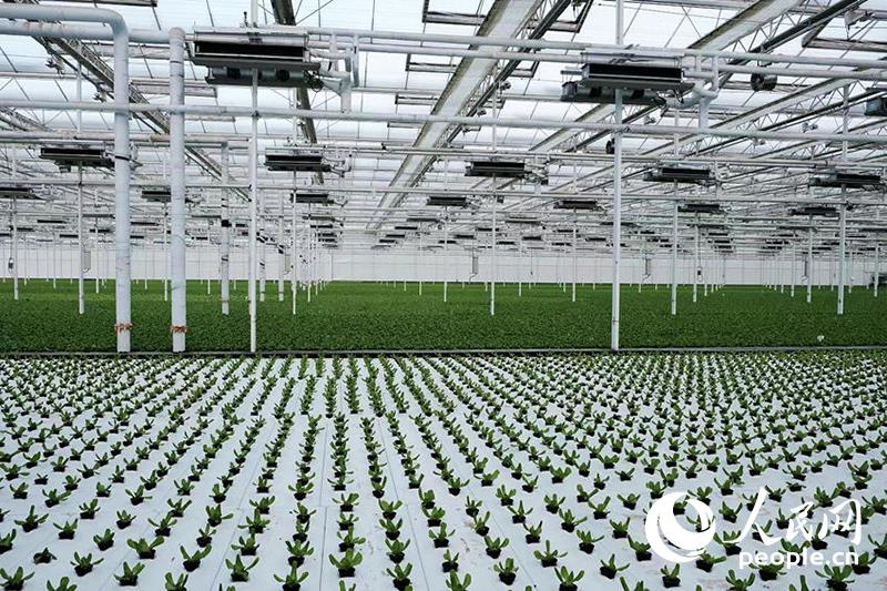 Vegetable planting base of smart agriculture demonstration park in Yangling demonstration zone. People's Daily reporter Wu Chao photo